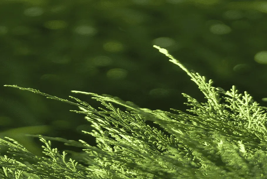 When to Trim Cedar Trees in Canada?