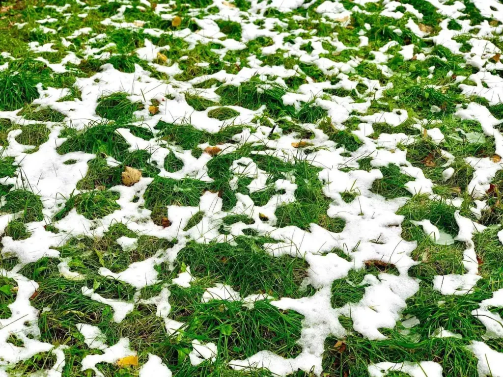 Showing Green grass on lawn covered with the first snow