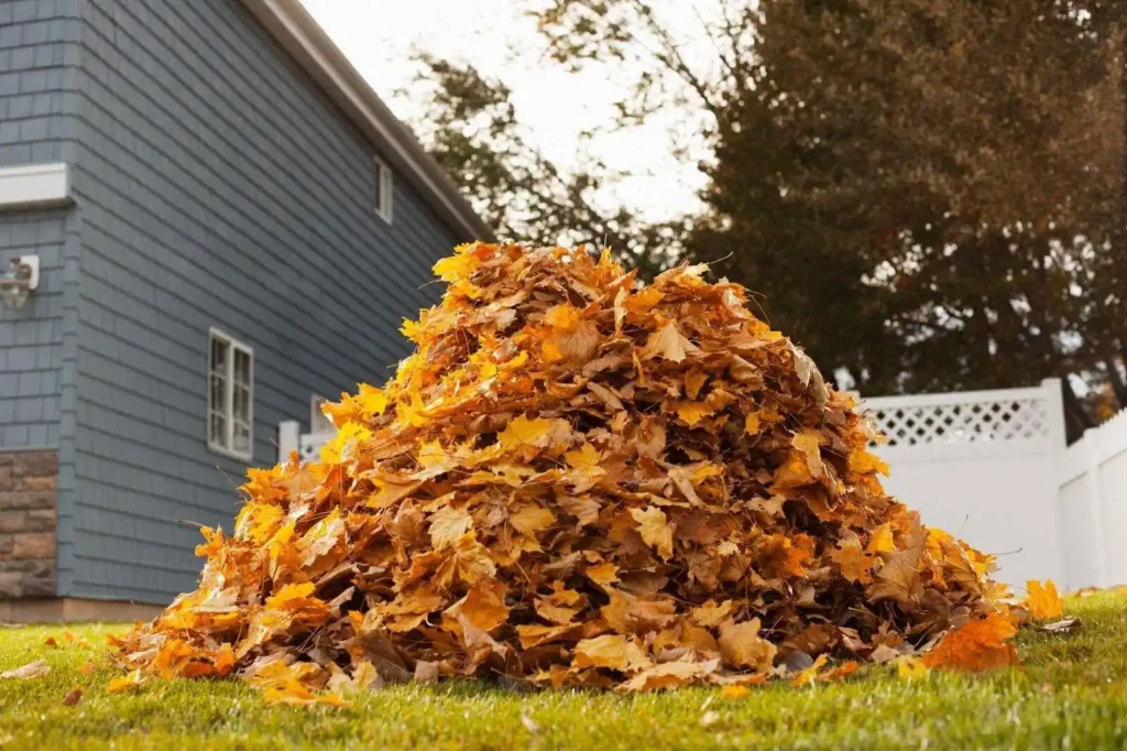 Guide on How To Clean Dry Leaves From Yard In Ontario
