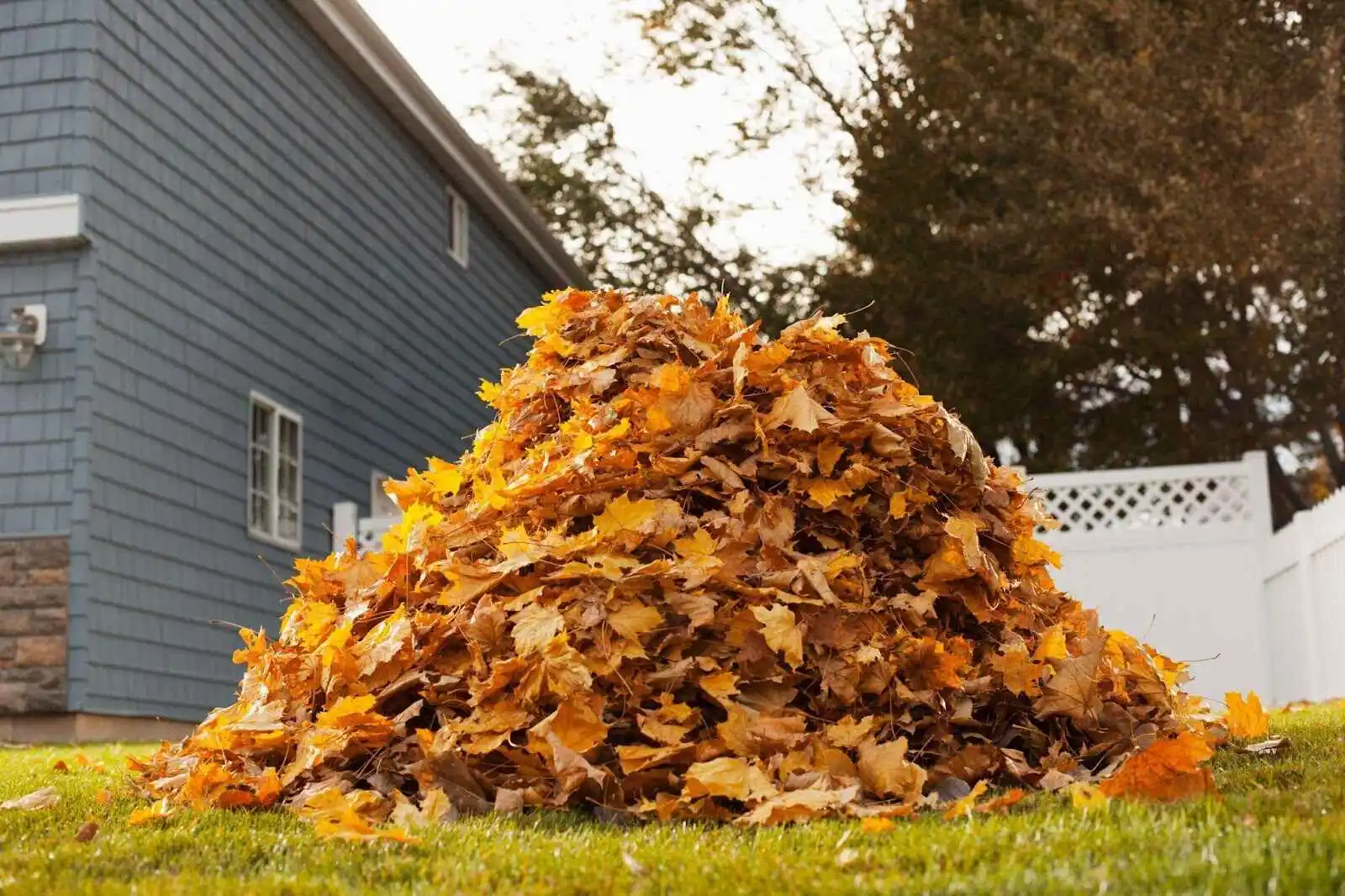 Guide on How To Clean Dry Leaves From Yard In Ontario