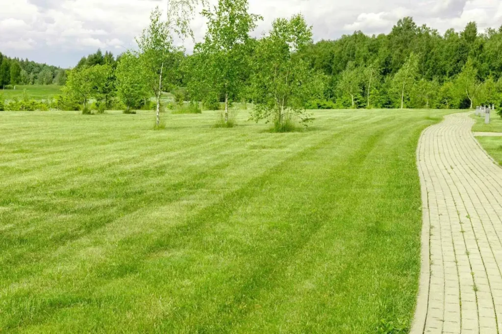 Perfect and fresh mowed garden lawn.