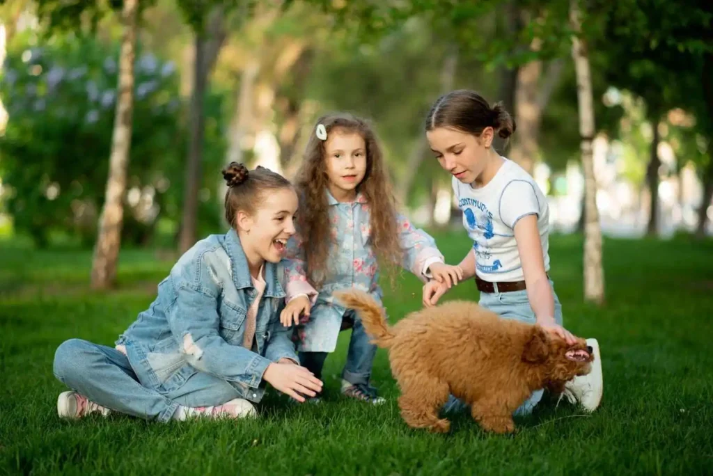 Three cute girls on lawn playing with a toy poodle in Etobicoke