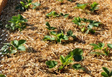 Guide on Best Time To Spread Mulch In Hamilton