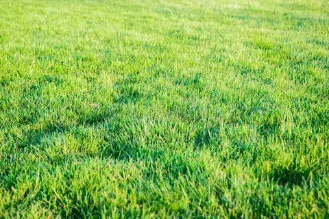 guide on Fresh uncut green lawn grass