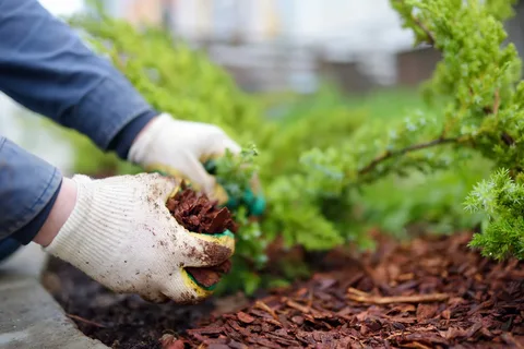 Gardener applying mulch in a garden