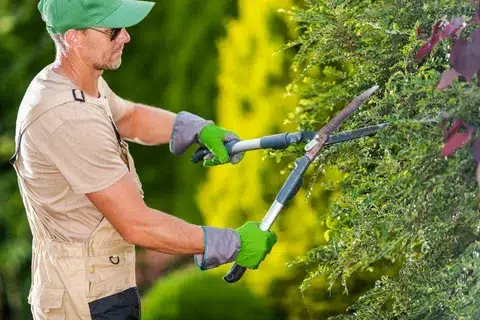 Professional Gardener Trimming