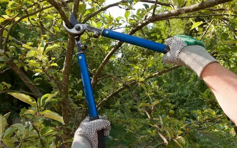 describes Seasonal pruning trees, branches, and bushes with pruning shears