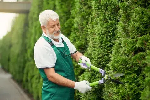 Senior gardener using scissors for cutting bushes