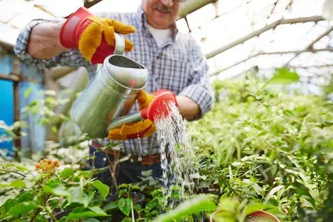 Senior man watering plants in garden