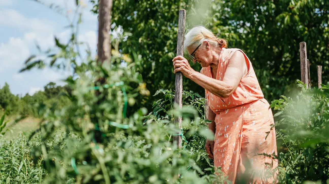Senior woman harvesting herbs