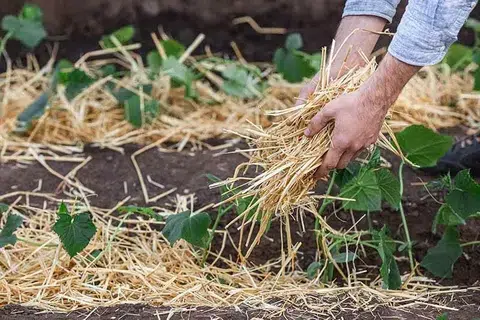 Spreading Techniques for Mulching