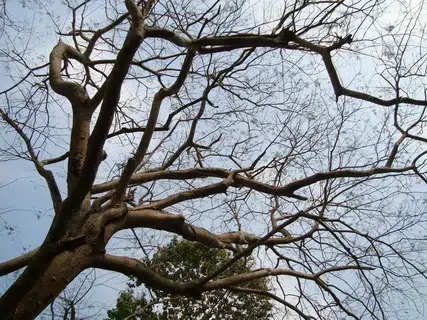Showing Unhealthy Tree Losing Leaves On Ends Of Branches.