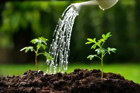 Watering a plant in the garden