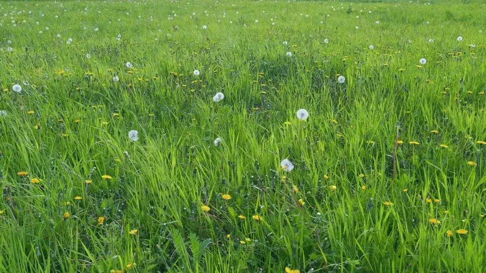 Best Time to Spray Weed Killer on Lawn in Canada