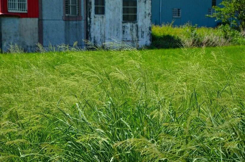 Controlling and killing weeds