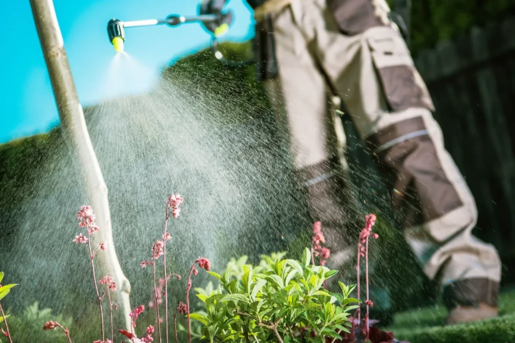 A Gardener is spraying in the garden