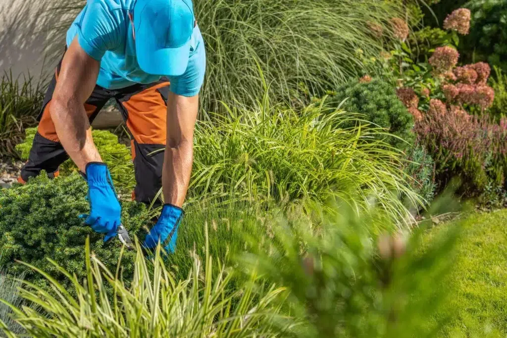 Gardener trimming plants in a lawn