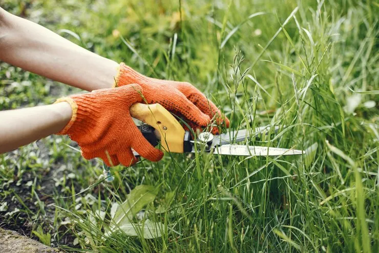 Guide on How do You Maintain a Healthy Lawn
