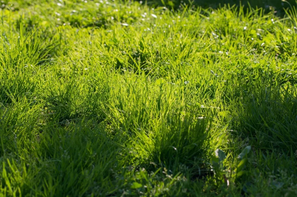 Overgrown lawn grass
