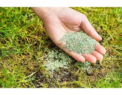 Seed Your Lawn Instead of Sod