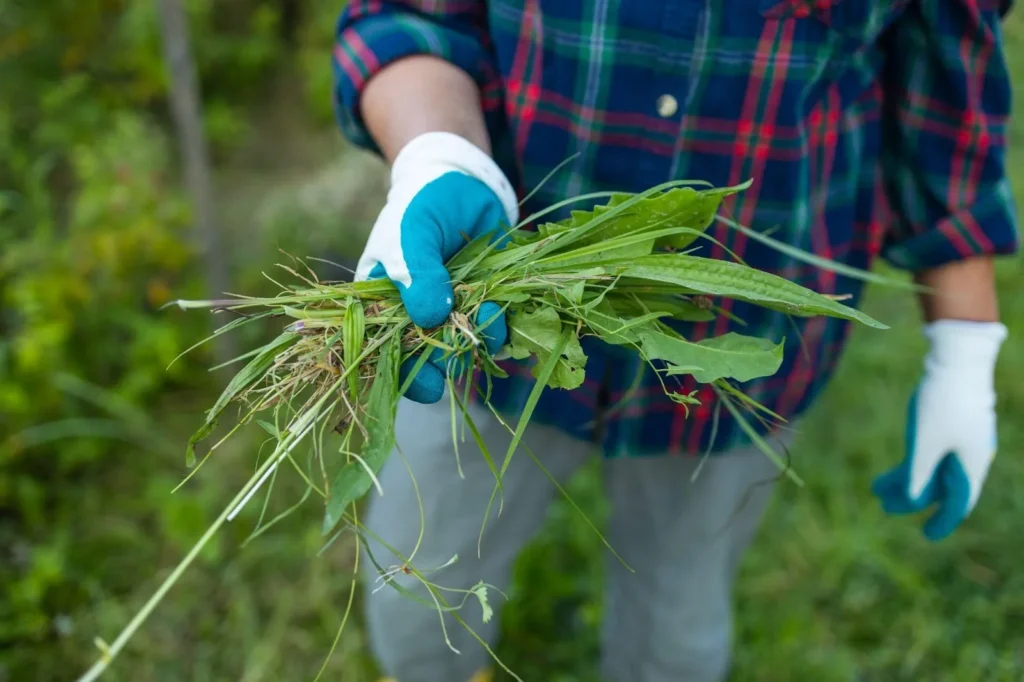Weeds and grass in the hands of a farmer after working.