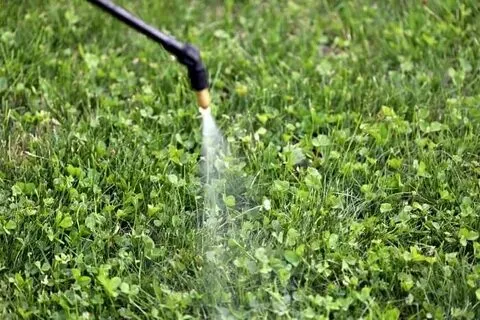 Guide on When Should I Spray Weed Killer On My Lawn In Canada