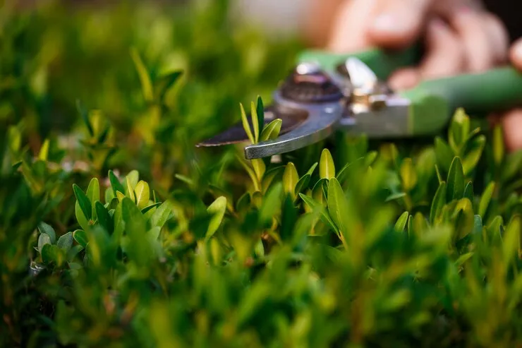 Methods For Different Types of Lawns
