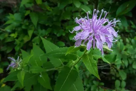 Wild Bergamot