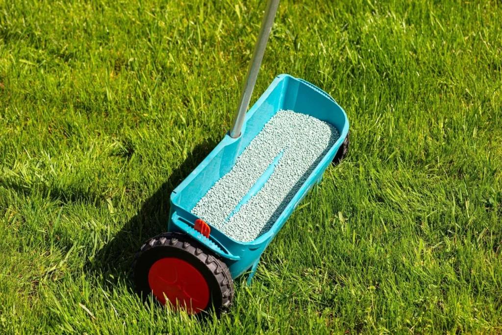 Fertilizing a young lawn with grass fertilizer in granules