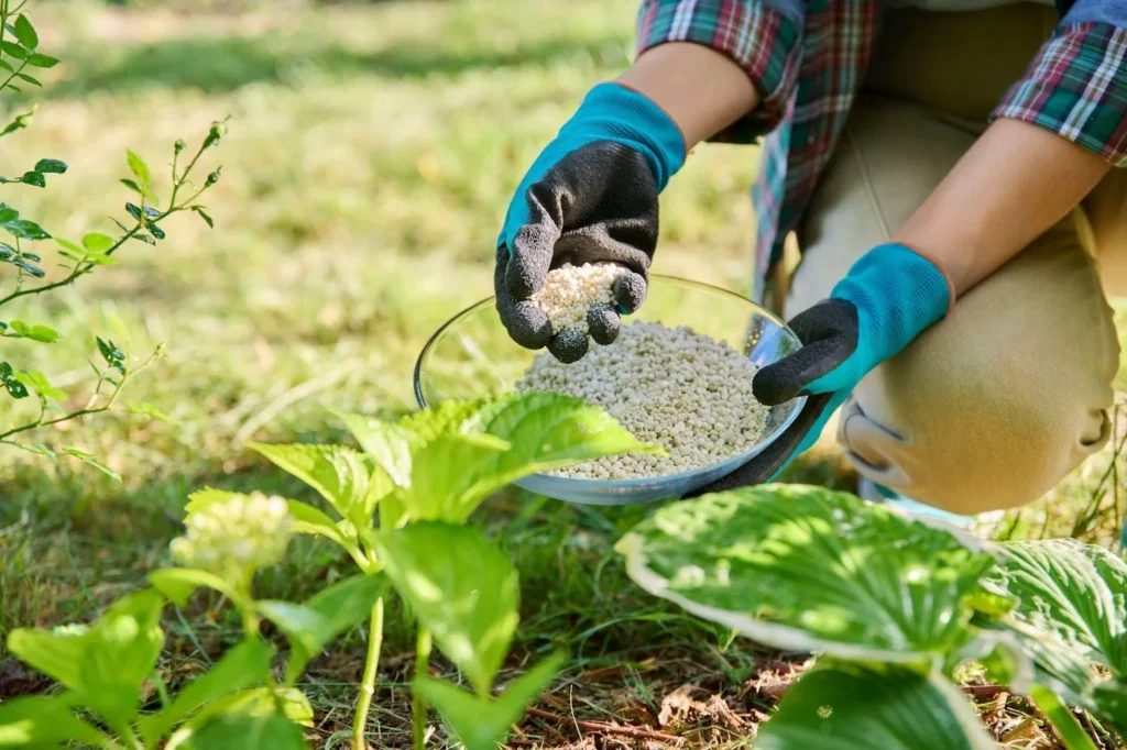 Why Autumn Fertilization Matters For Lawns In Ontario