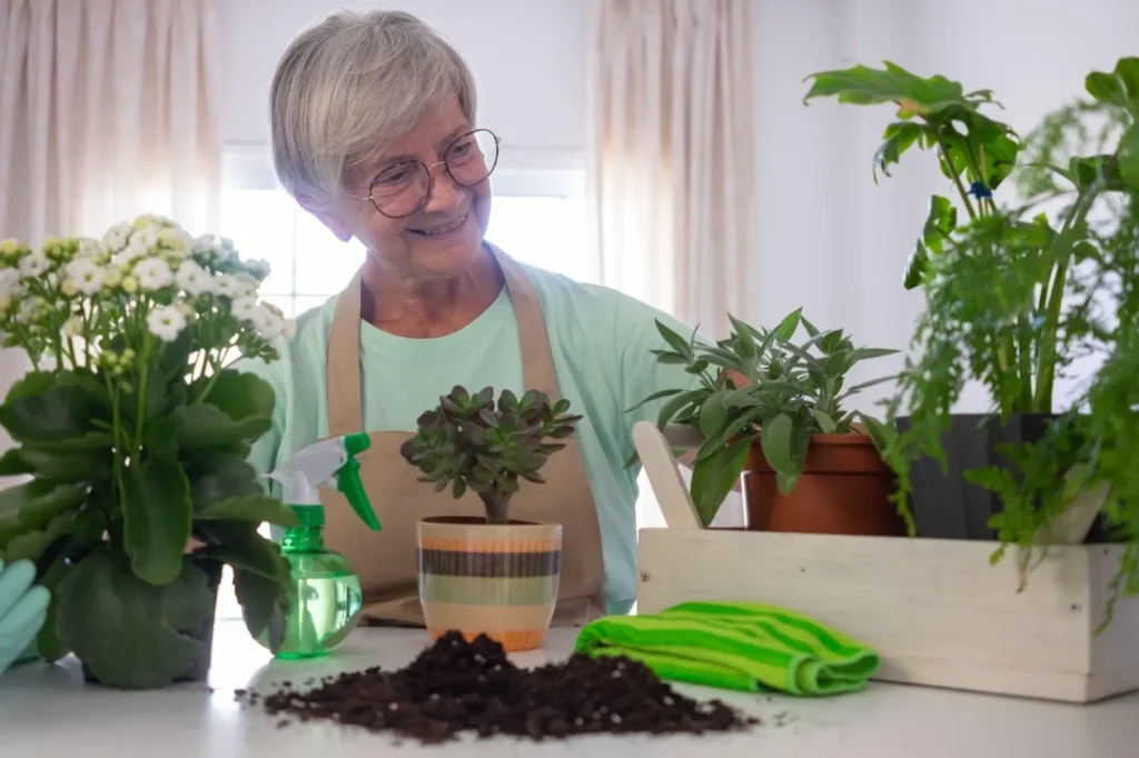 A House Plant (Best Gift for Seniors)