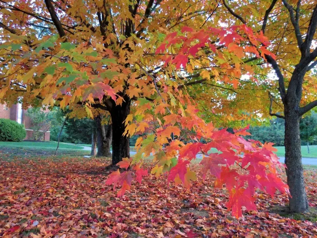 Top 9 Trees to Plant in Ontario During Fall